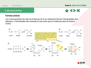 Biología 2º Bachillerato
2. Monosacáridos
Formas cíclicas
Los monosacáridos de más de 4 átomos de C en disolución forman hemiacetales (las
aldosas), o hemicetales (las cetosas) lo que hace que la molécula pase de lineal a
cíclica.
Tema 2. LOS GLÚCIDOS
 