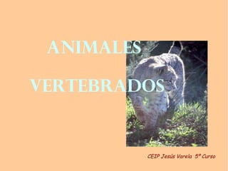 ANIMALES

VERTEBRADOS


            CEIP Jesús Varela 5º Curso
 