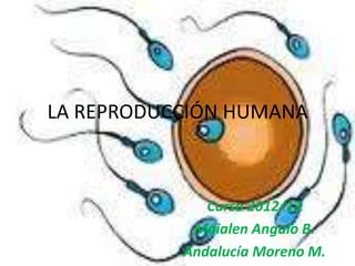 LA REPRODUCCIÓN HUMANA



              Curso 2012/13
            Maialen Angulo B.
           Andalucía Moreno M.
 