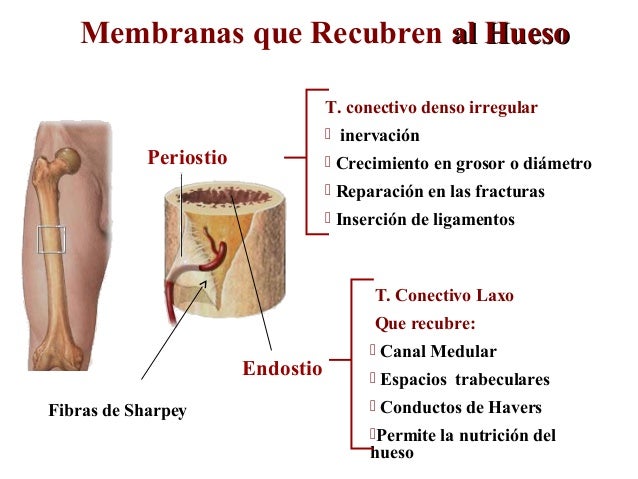 Como Se Llama La Membrana Que Recubre Los Huesos