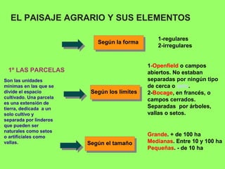 EL PAISAJE AGRARIO Y SUS ELEMENTOS
1º LAS PARCELAS
Según la forma
Según los límites
Según el tamaño
1-regulares
2-irregulares
1-Openfield o campos
abiertos. No estaban
separadas por ningún tipo
de cerca o seto.
2-Bocage, en francés, o
campos cerrados.
Separadas por árboles,
vallas o setos.
Grande. + de 100 ha
Medianas. Entre 10 y 100 ha
Pequeñas. - de 10 ha
Son las unidades
mínimas en las que se
divide el espacio
cultivado. Una parcela
es una extensión de
tierra, dedicada a un
solo cultivo y
separada por linderos
que pueden ser
naturales como setos
o artificiales como
vallas.
 