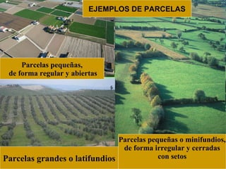 Parcelas grandes o latifundios
Parcelas pequeñas o minifundios,
de forma irregular y cerradas
con setos
Parcelas pequeñas,
de forma regular y abiertas
EJEMPLOS DE PARCELAS
 