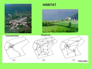 HÁBITAT
Concentrado Disperso
Intercalar
 