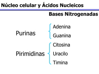 Bases Nitrogenadas
Núcleo celular y Ácidos Nucleicos
Purinas
Pirimidinas
Adenina
Guanina
Citosina
Uracilo
Timina
 