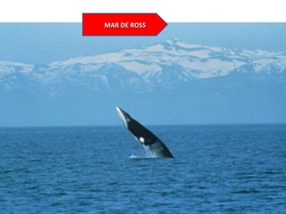 MAR DE ROSSMAR DE ROSS
 