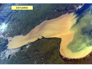 ESTUARIO
 
