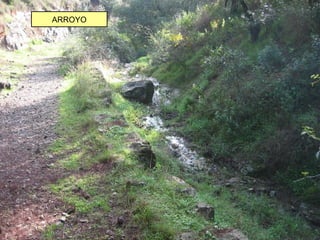 ARROYO
 