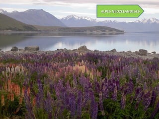 ALPES NEOZELANDESESALPES NEOZELANDESES
 