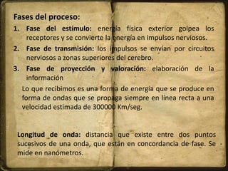 Fases del proceso:
1. Fase del estímulo: energía física exterior golpea los
receptores y se convierte la energía en impulsos nerviosos.
2. Fase de transmisión: los impulsos se envían por circuitos
nerviosos a zonas superiores del cerebro.
3. Fase de proyección y valoración: elaboración de la
información
Lo que recibimos es una forma de energía que se produce en
forma de ondas que se propaga siempre en línea recta a una
velocidad estimada de 300000 Km/seg.
Longitud de onda: distancia que existe entre dos puntos
sucesivos de una onda, que están en concordancia de fase. Se
mide en nanómetros.
 