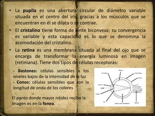 • La pupila es una abertura circular de diámetro variable
situada en el centro del iris, gracias a los músculos que se
encuentran en él se dilata o se contrae.
• El cristalino tiene forma de lente biconvexa; su convergencia
es variable y esta capacidad es lo que se denomina la
acomodación del cristalino.
• La retina es una membrana situada al final del ojo que se
encarga de transformar la energía luminosa en imagen
(retiniana). Tiene dos tipos de células receptoras:
El punto donde mayor nitidez recibe la
imagen es en la fonea.
- Bastones: células sensibles a los
niveles bajos de la intensidad de la luz
- Conos: células sensibles que son la
longitud de onda de los colores
 