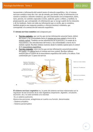 Psicología Bachillerato Tema 2                                                                2011-2012

          inconsciente e información del control motor al músculo esquelético. Así, el sistema
          nervioso somático tiene dos vías: una de entrada, por donde recibe la información (vía
          sensitiva somática o aferente somática), que está relacionada con la temperatura, dolor,
          tacto, presión, los sentidos especiales (visión, audición, gusto y olfato), y también, la
          propiocepción, que corresponde a la información que se recoge a partir de los músculos
          y de los tendones. Junto con toda esa información que se recibe, que es somática,
          también propicia una respuesta somática o efectora (motora) voluntaria, que
          corresponde a la contracción del músculo esquelético.

          El sistema nervioso somático está compuesto por:

                 Nervios espinales, que son los que envían información sensorial (tacto, dolor)
                 del tronco y las extremidades hacia el sistema nervioso central a través de la
                 médula espinal. También envían información de la posición y el estado de la
                 musculatura y las articulaciones del tronco y las extremidades a través de la
                 médula espinal. Reciben órdenes motoras desde la médula espinal para el control
                 de la musculatura esquelética.
                 Nervios craneales: estos son los que envían información sensorial procedente
                 del cuello y la cabeza hacia el sistema nervioso central. Reciben órdenes
                 motoras para el control de la musculatura esquelética del cuello y la cabeza. Está
                 conformado por 12 pares de nervios




          El sistema nervioso vegetativo es, la parte del sistema nervioso relacionada con la
          regulación de las funciones de la vida vegetativa (respiración, digestión, circulación,
          excreción, etc.) no está sometido a la voluntad.
           Es un sistema autónomo.
          Abarca dos porciones, antagónicas en cuanto a su función, denominadas:
          - Sistema simpático
          - Sistema parasimpático




                                                                                                      11
 