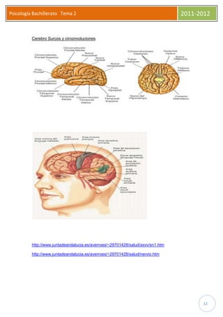 Psicología Bachillerato Tema 2                                                   2011-2012


          Cerebro Surcos y circonvoluciones




          http://www.juntadeandalucia.es/averroes/~29701428/salud/ssvv/sn1.htm

          http://www.juntadeandalucia.es/averroes/~29701428/salud/nervio.htm




                                                                                       12
 