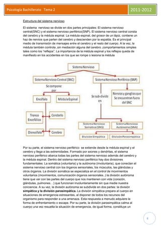Psicología Bachillerato Tema 2                                                             2011-2012

          Estructura del sistema nervioso

          El sistema nervioso se divide en dos partes principales: El sistema nervioso
          central(SNC) y el sistema nervioso periférico(SNP). El sistema nervioso central consta
          del cerebro y la médula espinal. La médula espinal, del grosor de un lápiz, contiene un
          haz de nervios que parten del cerebro y descienden por la espalda. Es el principal
          medio de transmisión de mensajes entre el cerebro y el resto del cuerpo. A la vez, la
          médula también controla ,sin mediación alguna del cerebro ,comportamientos simples
          tales como los “reflejos”. La importancia de la médula espinal y los reflejos queda de
          manifiesto en los accidentes en los que se rompe o lesiona la médula




          Por su parte, el sistema nervioso periférico se extiende desde la médula espinal y el
          cerebro y llega a las extremidades. Formado por axones y dendritas, el sistema
          nervioso periférico abarca todas las partes del sistema nervioso además del cerebro y
          la médula espinal. Dentro del sistema nervioso periférico hay dos divisiones
          fundamentales: La somática (voluntaria) y la autónoma (involuntaria), que conectan el
          sistema nervioso central con los órganos sensoriales, los músculos, las glándulas y
          otros órganos. La división somática se especializa en el control de movimientos
          voluntarios (movimientos, comunicación órganos sensoriales..) la división autónoma
          tiene que ver con las partes del cuerpo que nos mantienen con vida (corazón,
          glándulas, pulmones…) que funcionan involuntariamente sin que medie nuestra
          conciencia. A su vez, la división autónoma se subdivide en dos partes: la división
          simpática y la división parasimpática. La división simpática prepara al cuerpo en
          situaciones de emergencia estresantes, al disponer de todos los recursos del
          organismo para responder a una amenaza. Esta respuesta a menudo adquiere la
          forma de enfrentamiento o escape. Por su parte, la división parasimpática calma al
          cuerpo una vez resuelta la situación de emergencia, de igual forma, constituye un


                                                                                                    6
 
