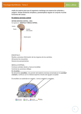 Psicología Bachillerato Tema 2                                                         2011-2012

          medio de reserva para que el organismo mantenga una reserva de nutrientes u
          oxígeno. Ambas divisiones simpática y parasimpática regulan en conjunto muchas
          funciones del cuerpo.

          El sistema nervioso central

          SISTEMA NERVIOSO CENTRAL ( SNC)
          Se organiza en : ENCEFALO Y MEDULA ESPINAL




          ENCEFALO :
          Recibe y procesa información de los órganos de los sentidos
          Almacena los recuerdos
          Genera los pensamientos

          MEDULA ESPINAL :
          Conduce señales desde y hacia el encéfalo
          Controla las acciones reflejas
          El Encéfalo                                                                  .
          Se denomina encéfalo, a la porción del sistema nervioso encerrado en la cavidad
          craneal y continua con la médula espinal a través del agujero occipital.

          El encéfalo se subdivide en cerebro , tronco cerebral y cerebelo .




                                                                                             7
 