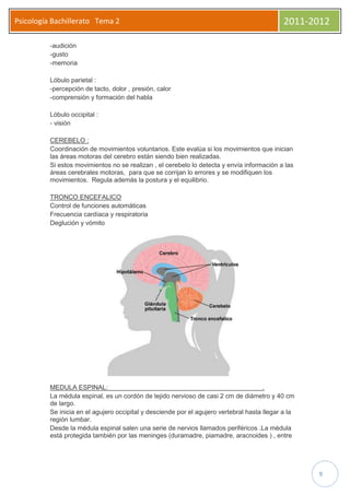 Psicología Bachillerato Tema 2                                                                2011-2012

          -audición
          -gusto
          -memoria

          Lóbulo parietal :
          -percepción de tacto, dolor , presión, calor
          -comprensión y formación del habla

          Lóbulo occipital :
          - visión

          CEREBELO :
          Coordinación de movimientos voluntarios. Este evalúa si los movimientos que inician
          las áreas motoras del cerebro están siendo bien realizadas.
          Si estos movimientos no se realizan , el cerebelo lo detecta y envía información a las
          áreas cerebrales motoras, para que se corrijan lo errores y se modifiquen los
          movimientos. Regula además la postura y el equilibrio.

          TRONCO ENCEFALICO
          Control de funciones automáticas
          Frecuencia cardíaca y respiratoria
          Deglución y vómito




          MEDULA ESPINAL:                                                              .
          La médula espinal, es un cordón de tejido nervioso de casi 2 cm de diámetro y 40 cm
          de largo.
          Se inicia en el agujero occipital y desciende por el agujero vertebral hasta llegar a la
          región lumbar.
          Desde la médula espinal salen una serie de nervios llamados periféricos .La médula
          está protegida también por las meninges (duramadre, piamadre, aracnoides ) , entre




                                                                                                     9
 