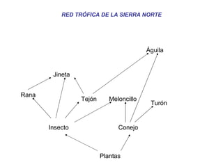 RED TRÓFICA DE LA SIERRA NORTE Plantas Insecto Conejo Rana Jineta Tejón Meloncillo Turón Águila 