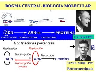 DOGMA CENTRAL BIOLOGÍA MOLECULAR




                           F. Crick 1970




                       TEMIN: NOBEL 1975

                       Retrotranscriptasa
 