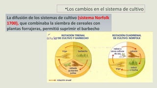 •Los cambios en el sistema de cultivo
La difusión de los sistemas de cultivo (sistema Norfolk
1700), que combinaba la siembra de cereales con
plantas forrajeras, permitió suprimir el barbecho
 