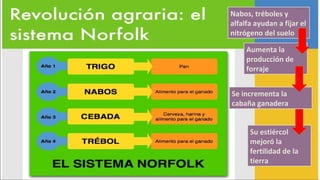Nabos, tréboles y
alfalfa ayudan a fijar el
nitrógeno del suelo
Aumenta la
producción de
forraje
Se incrementa la
cabaña ganadera
Su estiércol
mejoró la
fertilidad de la
tierra
 