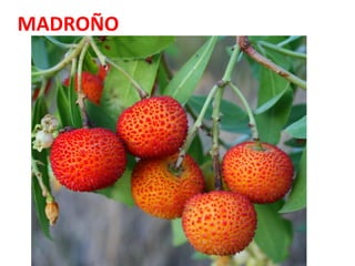 MADROÑO

 