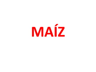 MAÍZ

 