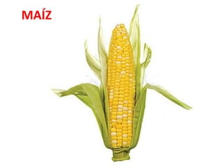 MAÍZ

 