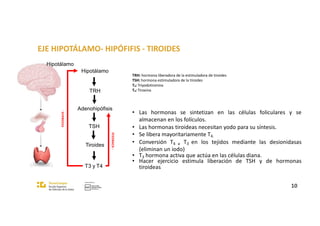 EJE HIPOTÁLAMO- HIPÓFIFIS - TIROIDES
Hipotálamo
TRH
Adenohipófisis
TSH
Tiroides
T3 y T4
TRH: hormona liberadora de la estimuladora de tiroides
TSH: hormona estimuladora de la tiroides
T3: Triyodotironina
T4: Tiroxina
• Las hormonas se sintetizan en las células foliculares y se
almacenan en los folículos.
• Las hormonas tiroideas necesitan yodo para su síntesis.
• Se libera mayoritariamente T4.
• Conversión T4 a T3 en los tejidos mediante las desionidasas
(eliminan un iodo)
• T3 hormona activa que actúa en las células diana.
• Hacer ejercicio estimula liberación de TSH y de hormonas
tiroideas
10
FEEDBACK
-
FEEDBACK
-
Hipotálamo
 