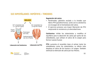 EJE HIPOTÁLAMO- HIPÓFIFIS – TIROIDES
11
Liberación de Calcitonina Liberación de PTH
Regulación del calcio:
• Paratiroides: glándula anclada a la tiroides que
libera PTH (parathormona). Junto con la calcitonina
se encargan de la homeóstasis del calcio.
• El ejercicio provoca una mayor liberación de PTH
mejorando la resistencia y la densidad ósea.
Calcitonina: inhibe los osteoclastos y modifica el
equilibrio para la absorción de calcio por parte de los
osteoblastos, que utilizan el calcio de la sangre para
formar nuevos huesos
PTH: aumenta el recambio óseo al activar tanto los
osteoblastos como los osteoclastos; su efecto neto
desplaza el calcio de los huesos a la sangre. También
estimula la retención de calcio por los riñones.
 