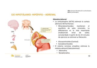 EJE HIPOTÁLAMO- HIPÓFIFIS – ADRENAL
Glándula Adrenal:
• La corticotropina (ACTH) estimula la corteza
adrenal (+30 hormonas):
• Mineralocorticoides: mantienen el
equilibrio de sales minerales. La
Aldosterona es la más importante
(reabsorción renal de sodio;
osmolaridad). A partir de los 15 minutos
de ejercicio se estimula su liberación.
• Glucocorticoides (Cortisol)
• Gonadocorticoides
• El sistema nervioso simpático estimula la
médula adrenal (Catecolaminas):
• Adrenalina
• Noradrenalina
12
CRH
ACTH
CRH: Hormona liberadora de la corticotropina
ACTH: Corticotropina
 