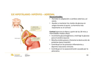 EJE HIPOTÁLAMO- HIPÓFIFIS – ADRENAL
Glucocorticoides:
• Permiten la adaptación a cambios externos y al
estrés.
• Ayudan a mantener los niveles de glucosa en
sangre durante el ayuno. La hormona más
importante es el cortisol.
Cortisol (ejercicio la libera a partir de los 30 mins a
intensidades medias altas):
• Incrementa gluconeogénesis y restringe la glucosa
para el cerebro (ayuno)
• Moviliza ácidos grasos y fomenta la destrucción de
proteínas (para creación)
• Contribuye en los procesos inflamatorios y
deprime reacciones inmunes
• Contribuye en la vasoconstricción causada por la
adrenalina
13
 