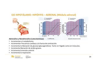 EJE HIPOTÁLAMO- HIPÓFIFIS – ADRENAL (Médula adrenal)
Adrenalina y Noradrenalina (catecolaminas):
• Incrementan el metabolismo.
• Incrementan frecuencia cardíaca y la fuerza de contracción.
• Incrementa la liberación de glucosa (glucogenólisis). Tanto en hígado como en músculos.
• Incrementa liberación de ácidos grasos.
• Incrementa la tensión arterial.
• Incrementa la respiración.
14
 
