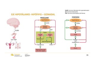 EJE HIPOTÁLAMO- HIPÓFIFIS – GONADAL
MASCULINO FEMENINO
15
GnRH
LH + FSH
GnRH: hormona liberadora de la gonadotropina
LH: hormona luteinizante
FSH: Hormona estimuladora del folículo
 