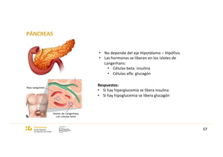 PÁNCREAS
17
• No depende del eje Hipotálamo – Hipófisis
• Las hormonas se liberan en los islotes de
Langerhans:
• Células beta: insulina
• Células alfa: glucagón
Respuestas:
• Si hay hiperglucemia se libera insulina
• Si hay hipoglucemia se libera glucagón
 