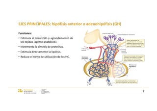 EJES PRINCIPALES: hipófisis anterior o adenohipófisis (GH)
Funciones:
• Estimula el desarrollo y agrandamiento de
los tejidos (agente anabólico).
• Incrementa la síntesis de proteínas.
• Estimula directamente la lipólisis.
• Reduce el ritmo de utilización de los HC.
2
 