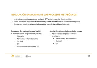 REGULACIÓN ENDOCRINA DE LOS PROCESOS METABÓLICOS:
20
• La práctica deportiva aumenta gasto de ATP a nivel muscular (contracción).
• Varias hormonas regulan la movilización y el metabolismo de los sustratos energéticos.
• Regulación condicionada por la intensidad y por la duración del ejercicio
Regulación del metabolismo de los HC:
• Concentración de glucosa en plasma:
• Glucagón
• Adrenalina y Noradrenalina
• Cortisol
• GH
• Hormonas tiroideas (T3 y T4)
Regulación del metabolismo de las grasas:
• Activación de la lipasa, hormona
sensible a:
• Adrenalina y Noradrenalina
• Cortisol
• GH
 