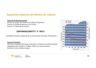 Regulación endocrina de hidratos de carbono
Consumo de glucosa muscular
Glucosa en sangre à Entrada en las células para gastarse
Insulina à Entrada de glucosa en las células
Ejercicio à Liberación de Insulina
CONTRADICCIÓN???? à NO!!!
Actividad hormonal no depende de la concentración hormonal à Receptores
Ejercicio à Insulina:
Liberación de glucosa (hormonas anteriores) + entrada en las fibras (insulina)
Upregulation de receptores à Mayor efecto con menos [Insulina]
Estimula la unión Insulina-receptor
23
 