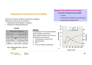 Regulación endocrina de los lípidos
Músculos à Lípidos à Menos importancia energética
Relevancia en ejercicios de resistencia:
• Movilización de AG (lipólisis à lipasas)
• Oxidación de AG (betaoxidación)
LIPOLISIS
Ejercicio:
Sin glucógeno à Se estimula lipólisis
Lipasa sensible a hormonas
Ritmo lipólisis à Ritmo de consumo
Importancia de hormonas:
1. Cortisol (pico a los 30 mins)
2. Catecolaminas
3. GH
4. T3 y T4 à Menos relevantes
TAG 3AG + Glicerol
Lipasa
24
 