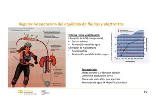 Regulación endocrina del equilibrio de fluidos y electrolitos
Sistema renina-angiotensina:
Liberación de ADH (vasopresina)
• Corteza adrenal
• Reabsorción renal de agua
Liberación de Aldosterona
• Neurohipófisis
• Reabsorción renal de Sodio + agua
25
Post-ejercicio:
Efecto durante 12-48h post ejercicio
Disminuye producción orina
Niveles de sodio altos post ejercicio
Retención de agua à Mayor V. plasmático
 