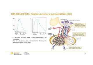 EJES PRINCIPALES: hipófisis anterior o adenohipófisis (GH)
3
• La respuesta no varía entre sujetos entrenados y no
entrenados
• Tras 4 – 6 semanas de entrenamiento disminuye la
reactividad ante la misma carga
 