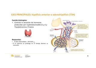 EJES PRINCIPALES: hipófisis anterior o adenohipófisis (TSH)
4
Respuestas:
• A altas intensidades > 50 % VO2
max.
• Si el ejercicio se prolonga en el tiempo decrece su
secreción.
Función tirotropina:
• Controla la secreción de hormonas
producidas por la glándula tiroides (T3 y T4)
Triyodotironina y Tiroxina
 
