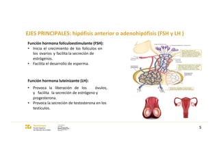 EJES PRINCIPALES: hipófisis anterior o adenohipófisis (FSH y LH )
5
Función hormona folículoestimulante (FSH):
• Inicia el crecimiento de los folículos en
los ovarios y facilita la secreción de
estrógenos.
• Facilita el desarrollo de esperma.
Función hormona luteinizante (LH):
• Provoca la liberación de los óvulos,
y facilita la secreción de estrógeno y
progesterona.
• Provoca la secreción de testosterona en los
testículos.
 