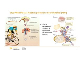 EJES PRINCIPALES: hipófisis posterior o neurohipófisis (ADH)
7
• ADH o
vasopresina:
aumenta la
reabsorción
de agua en los
riñones.
 