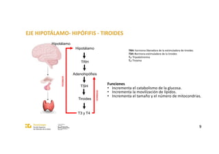 EJE HIPOTÁLAMO- HIPÓFIFIS - TIROIDES
Hipotálamo
TRH
Adenohipófisis
TSH
Tiroides
T3 y T4
TRH: hormona liberadora de la estimuladora de tiroides
TSH: hormona estimuladora de la tiroides
T3: Triyodotironina
T4: Tiroxina
Funciones
• Incrementa el catabolismo de la glucosa.
• Incrementa la movilización de lípidos.
• Incrementa el tamaño y el número de mitocondrias.
9
FEEDBACK
-
FEEDBACK
-
Hipotálamo
 