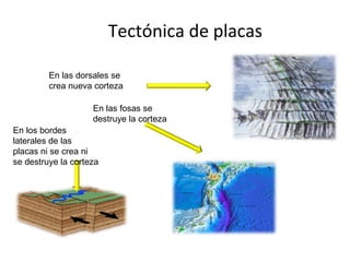 Tectónica de placas Las dorsales oceánicas.  Las fosas tectónicas. Las fallas transformantes. En las dorsales se crea nueva corteza En las fosas se destruye la corteza En los bordes laterales de las placas ni se crea ni se destruye la corteza 