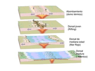 Dorsal de mediana edad (Mar Rojo) Dorsal joven (Rifting) Abombamiento (domo térmico) Dorsal madura ( Atlántico) 