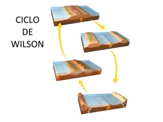 CICLO DE WILSON 