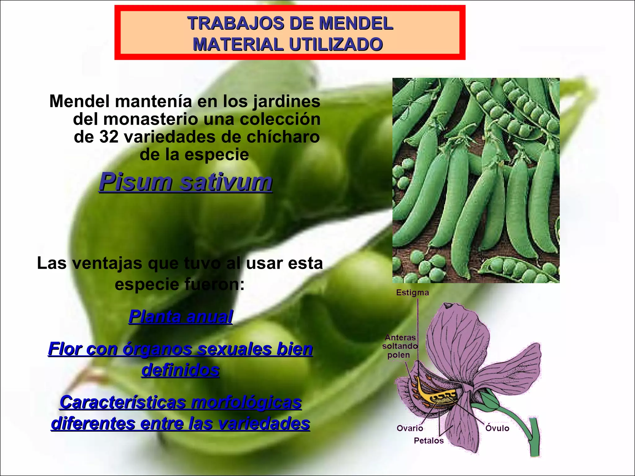 Tema 2 trabajos de mendel
