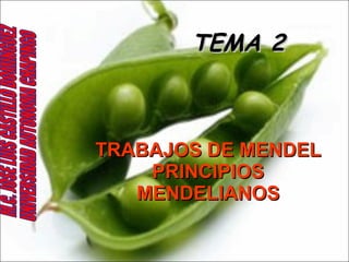 TEMA 2 TRABAJOS DE MENDEL PRINCIPIOS MENDELIANOS M.C. JOSE LUIS CASTILLO DOMINGUEZ UNIVERSIDAD AUTONOMA CHAPINGO 