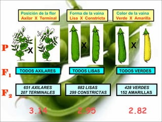 P F 1 F 2 Posición de la flor   Axilar  X  Terminal X TODOS AXILARES  651 AXILARES  207 TERMINALES   3.14 Forma de la vaina   Lisa  X  Constricta X TODOS LISAS  882 LISAS  299 CONSTRICTAS 2.95 Color de la vaina   Verde  X  Amarilla X TODOS VERDES  428 VERDES 152 AMARILLAS  2.82 