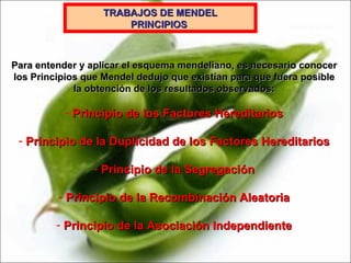 TRABAJOS DE MENDEL PRINCIPIOS   Para entender y aplicar el esquema mendeliano, es necesario conocer los Principios que Mendel dedujo que existían para que fuera posible la obtención de los resultados observados: Principio de los Factores Hereditarios Principio de la Duplicidad de los Factores Hereditarios Principio de la Segregación Principio de la Recombinación Aleatoria Principio de la Asociación Independiente 